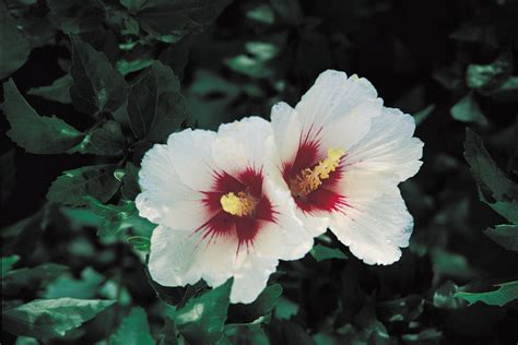 How to Grow Hardy Hibiscus Seeds | Home Guides | SF Gate