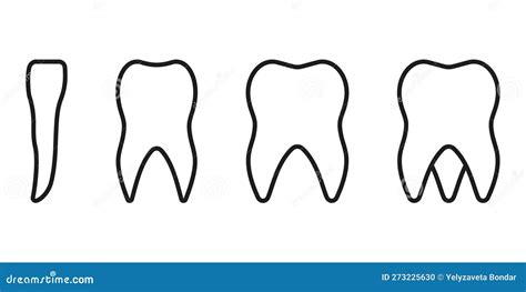 Types of Human Teeth Line Icon. Tooth Anatomy Linear Pictogram. Incisor, Canine, Premolar, Molar ...