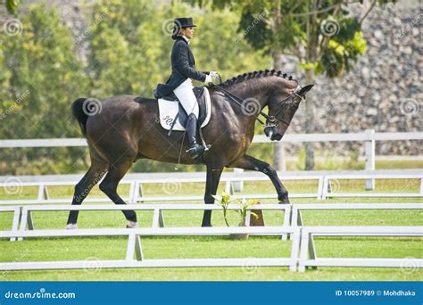 Equestrian Dressage editorial stock image. Image of mammal - 10057989