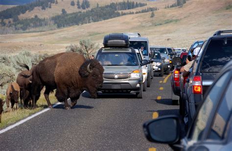 Yellowstone Bison, Crowded by Tourists, Throws Girl in Video - The New York Times