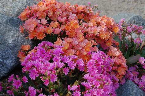 Wild Ginger Farm News Blog: Lewisia cotyledon