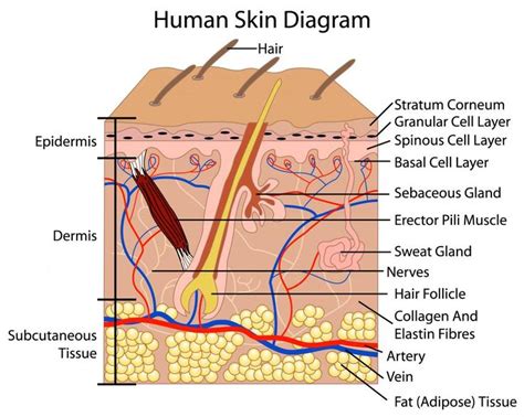 Human skin diagram | Anatomy and Physiology | Pinterest