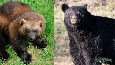 Wolverine vs. Black Bear [VIDEO] - Montana Hunting and Fishing Information