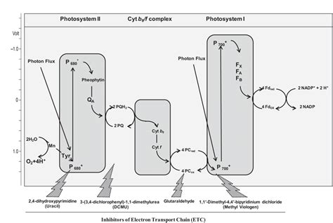 Schematic view of non-cyclic electron transport chain (ETC) in higher ...