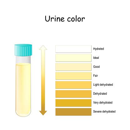 Urine Color Chart For Assessing Hydration And Dehydration Pee Color Diagram Stock Illustration ...