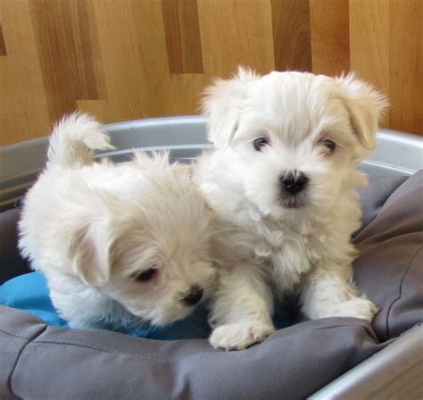 Maltese Puppies For Sale | Pennsylvania Avenue, Los Angeles, CA #255202