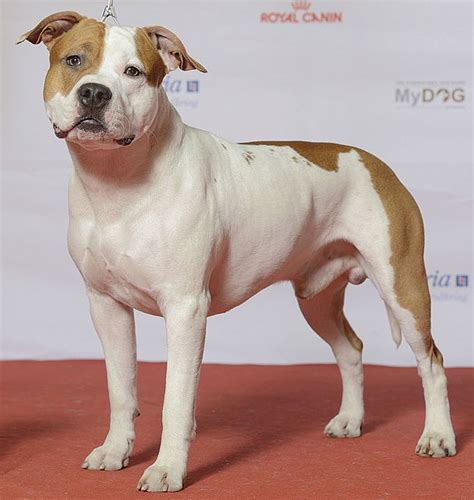 American Staffordshire Terrier - Wikipedia