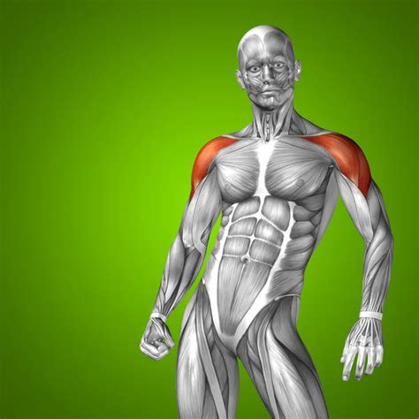 Chest Muscles Anatomy For Bodybuilders / Chest Anatomy What Are The ...