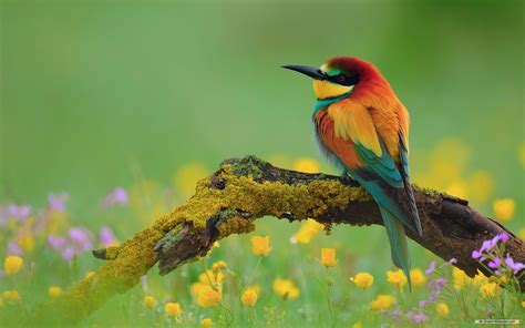 🔥 [50+] Free Spring Animal Wallpapers | WallpaperSafari