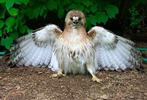 Baby Hawk - Photograph at BetterPhoto.com in 2021 | Book illustration ...