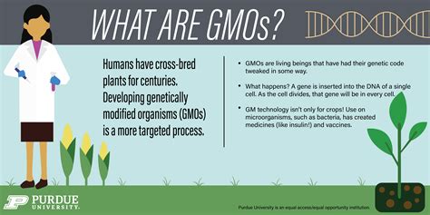 What are GMOs?