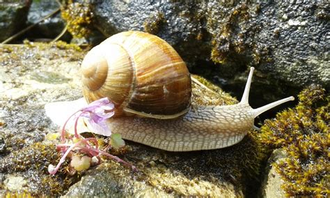 Edible Snails: How to Collect Edible Snails + Recipes for Cooking