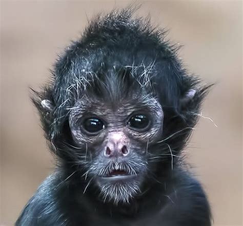 Baby Colombian black faced spider monkey (by Steve Wilson - over 2 million views Thanks ...