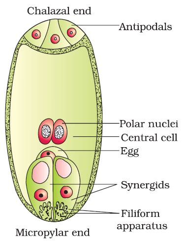 Plant Embryo Diagram