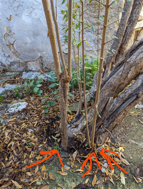 Pomegranate tree propagation : r/gardening