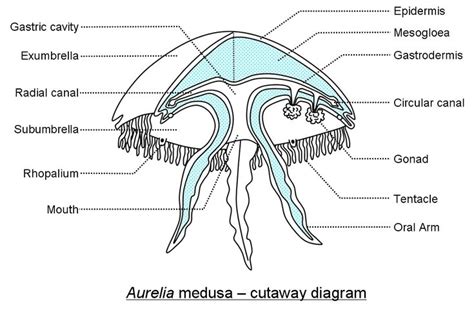 jellyfish anatomy - Google Search | Jellyfish, Cnidaria, Biology diagrams