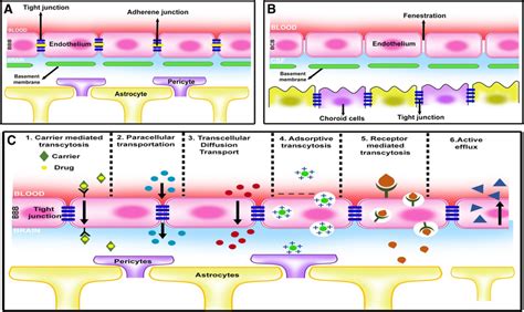 A, B Structure of blood–brain barrier (BBB) and blood-CSF barrier (BCB ...