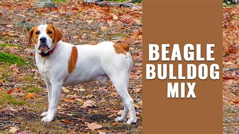 Beabull - Breed Information About The Beagle Bulldog Mix - Petmoo