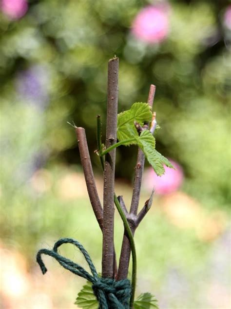 Plant a Beer Garden | HGTV