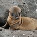 Galapagos Islands Baby Sea Lion
