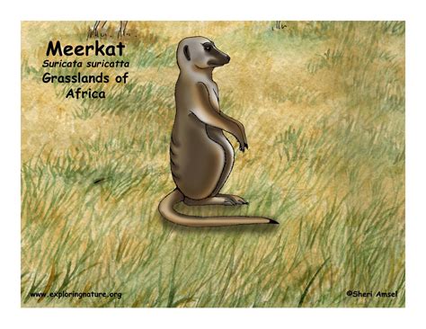 Meerkat