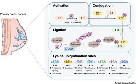 The ubiquitin–proteasome system in breast cancer: Trends in Molecular Medicine