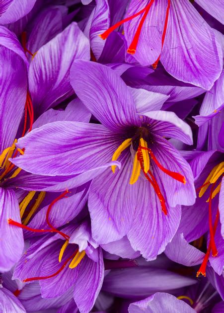 Saffron Plant - Live Herb and Spice Plant | Sow Exotic