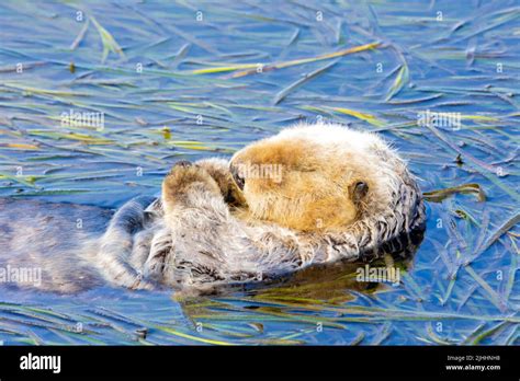 Sea Otter sleeping in Seaweed Stock Photo - Alamy