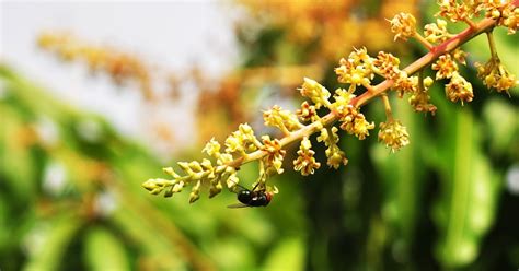 Galeri Foto Fredi Handoko: Bunga Mangga / Mangifera indica