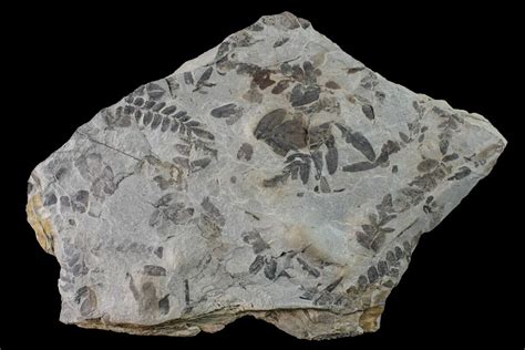 9.3" Fossil Fern (Neuropteris & Macroneuropteris) Plate - Kentucky For Sale (#160251 ...