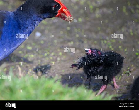 Baby Pukeko bird flapping its wings, looking up at mother Pukeko. Western Springs park, Auckland ...