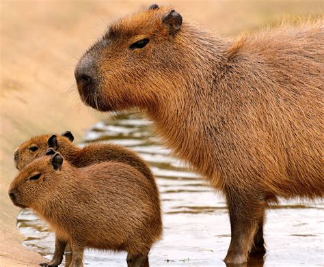 [100+] Capybara Wallpapers | Wallpapers.com