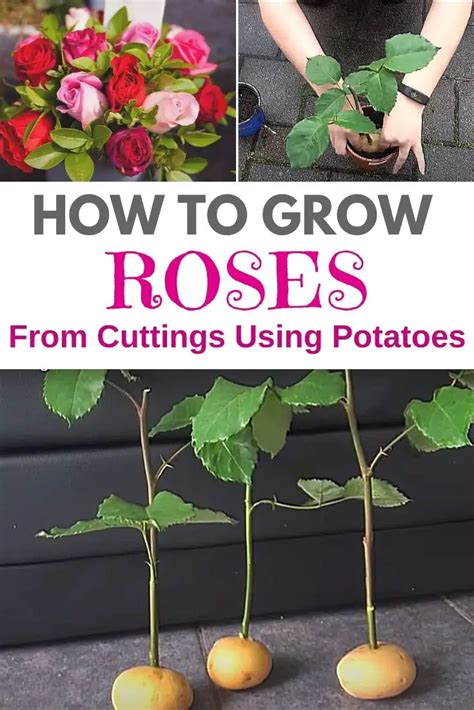 How To Grow Roses From Cuttings Using Potatoes? – Amaze Vege Garden