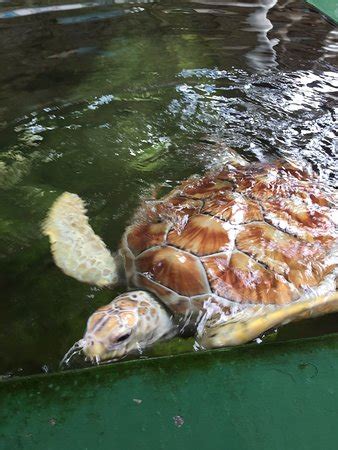 Turtle Hatchery Hikkaduwa - 2019 What to Know Before You Go (with Photos) - TripAdvisor