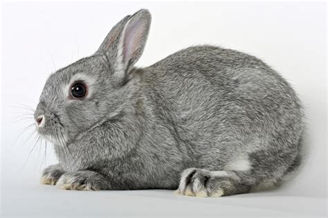 Netherland Dwarf Rabbit Colors