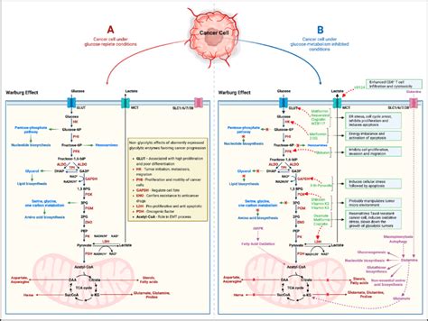 Schematic (A) indicates the altered glucose metabolism (Warburg effect)... | Download Scientific ...