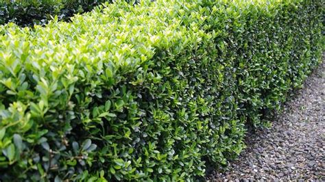 Ilex crenata (Japanese Holly) | North Carolina Extension Gardener Plant Toolbox