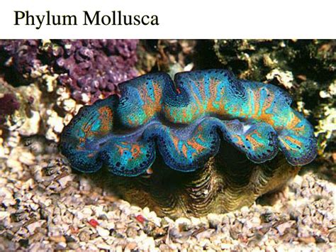 Phylum Mollusca