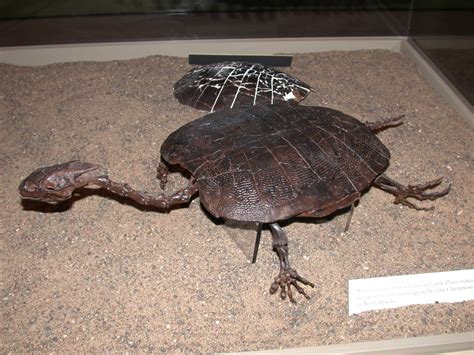 Ninjemys: Cretaceous Turtles of New Mexico Part 1: Here comes the meteor?