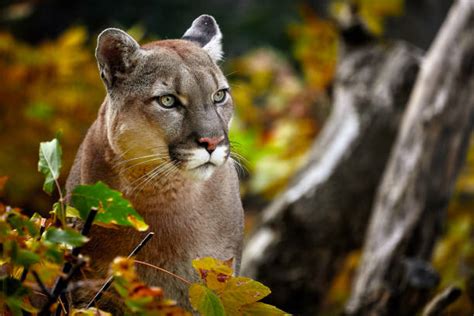 Puma Habitat Pictures Stock Photos, Pictures & Royalty-Free Images - iStock