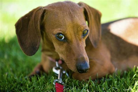 Wiener dog race in Washington - SFGate