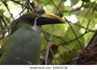 319 Toucanet Emerald Images, Stock Photos & Vectors | Shutterstock