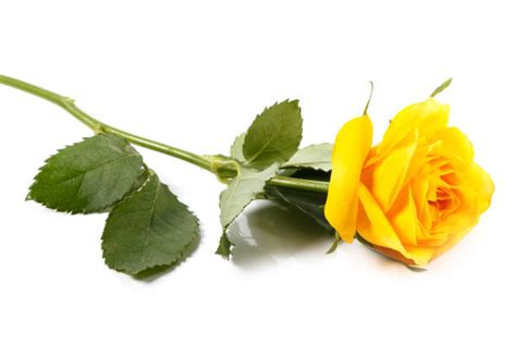 19,200+ Single Yellow Rose Stock Photos, Pictures & Royalty-Free Images - iStock