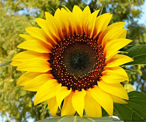 Most beautiful sunflower i have ever seen | Fortunes 2011 | Flickr