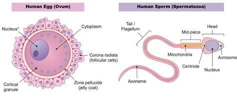 Fertilization Process in Humans - The Science Notes