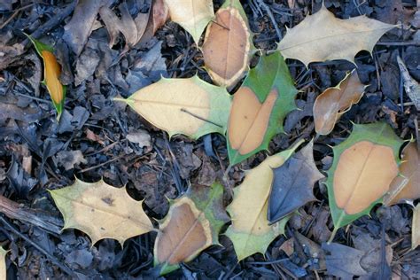 Spring Leaf Drop In Holly Plants - Why Does Holly Lose Leaves In Spring