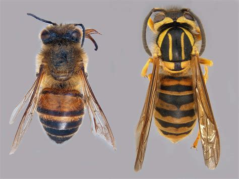 Honey Bee or Yellow Jacket? | Mississippi State University Extension Service