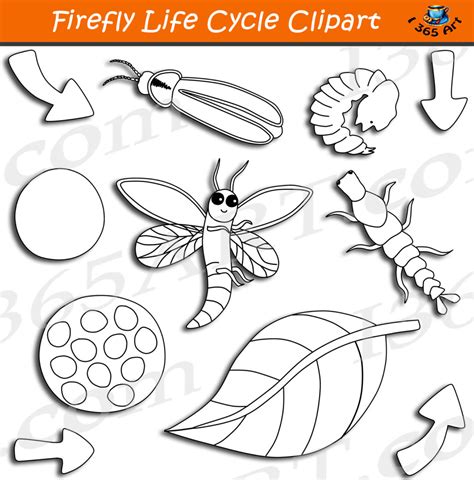 Firefly Life Cycle Clipart Graphics Bundle - Clipart 4 School