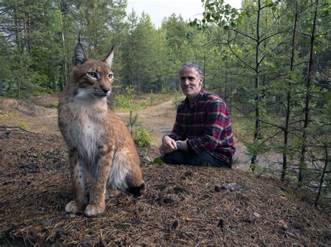 Snow Cats and Me: how captured lynx are helped back into the wild