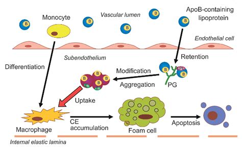 Metabolism and Modification of Apolipoprotein B-Containing Lipoproteins Involved in Dyslipidemia ...